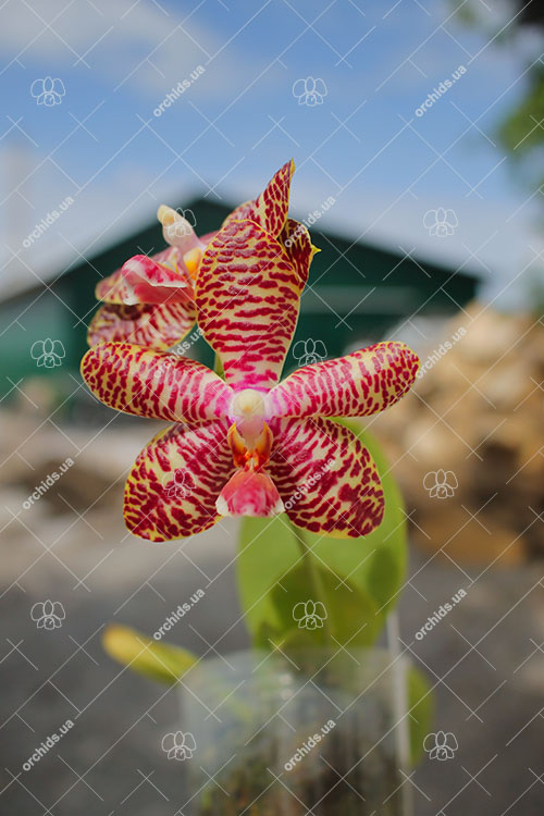 Phalaenopsis Zheng Min Oak.jpg