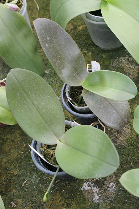 gigantea x MituoSun.jpg