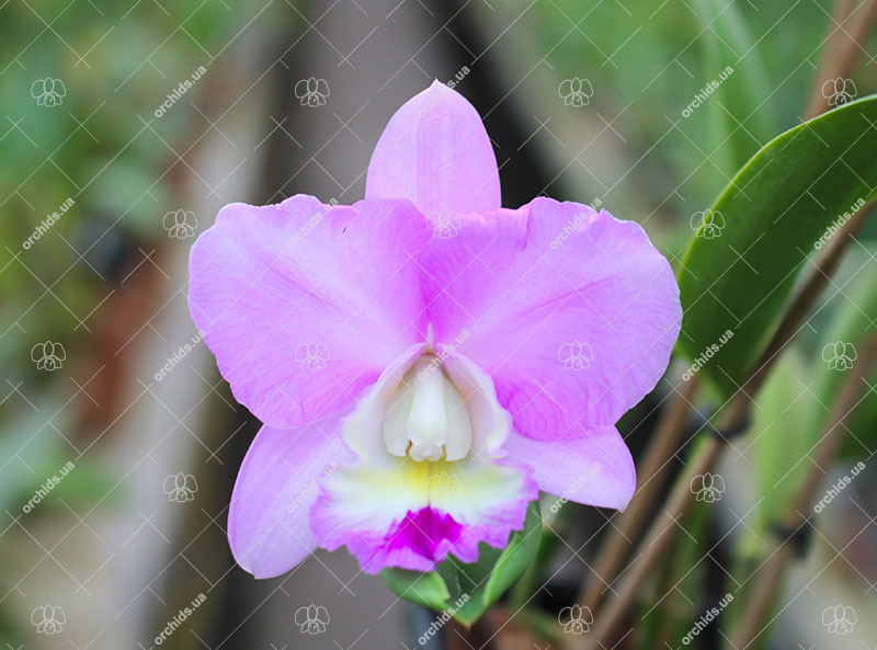 Laeliocattleya Sagarik Wax 'Silk Ball' x Sophrolaeliocattleya Aloha Jewel 'Ho May'.jpg