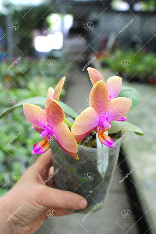 Phalaenopsis Dragon Tree Eagle x Emeraude.jpg