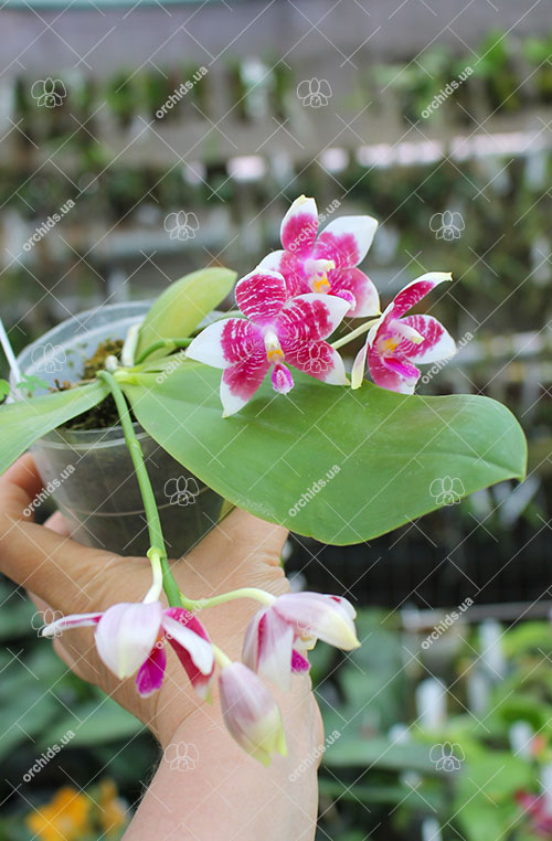 Phalaenopsis speciosa x Mituo Prince 'Bb'.jpg