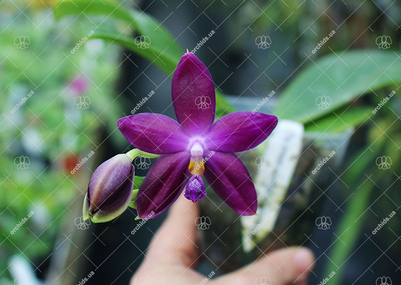 (Phalaenopsis tetraspis x speciosa) x violacea indigo.jpg