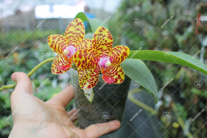 Phalaenopsis Sogo Pony x (Hymen x Sogo Kaiulani).jpg