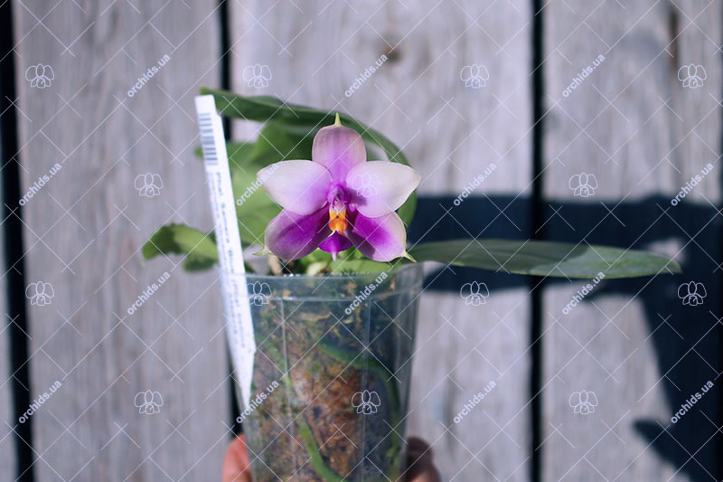 Phalaenopsis Samera 'Blue'.jpg