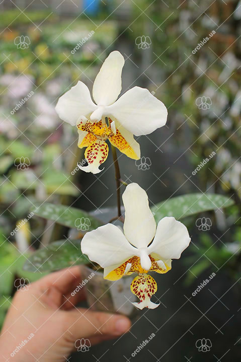Phalaenopsis stuartiana yellow strain.jpg
