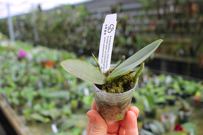 Phalaenopsis Chang Jih Lady x Mituo Sun x (Ching Her Buddha x Mituo Sun).jpg