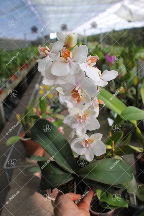 Phalaenopsis schilleriana x stuartiana.jpg
