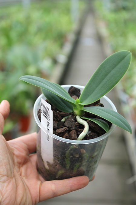 Sedirea japonica.jpg