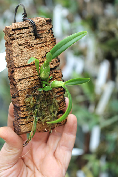 Caularthron bicornutum.jpg