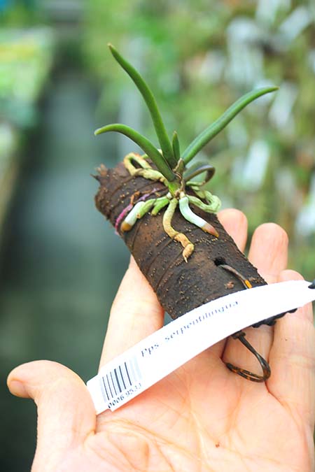 Paraphalaenopsis serpentilingua.jpg