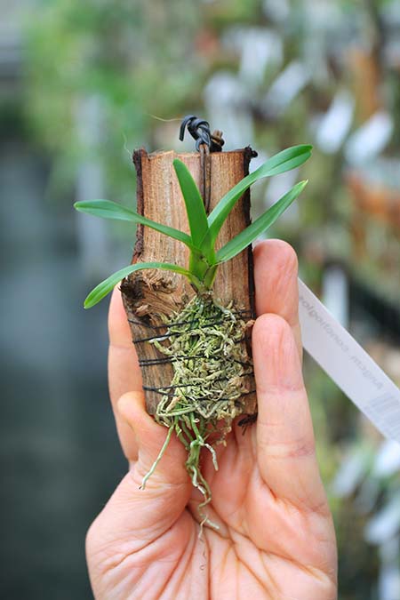 Angraecum conchoglossum.jpg