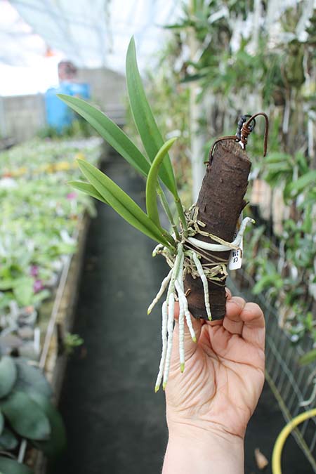 Rhyncholaeliocattleya Chushan.jpg