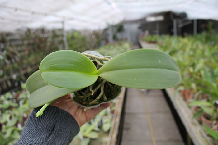 Phalaenopsis gigantea x cornu-cervi.jpg