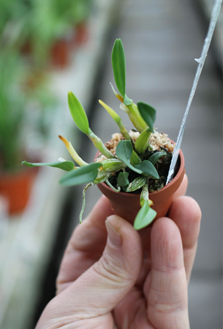 Diplocaulobium chrysotropis.jpg