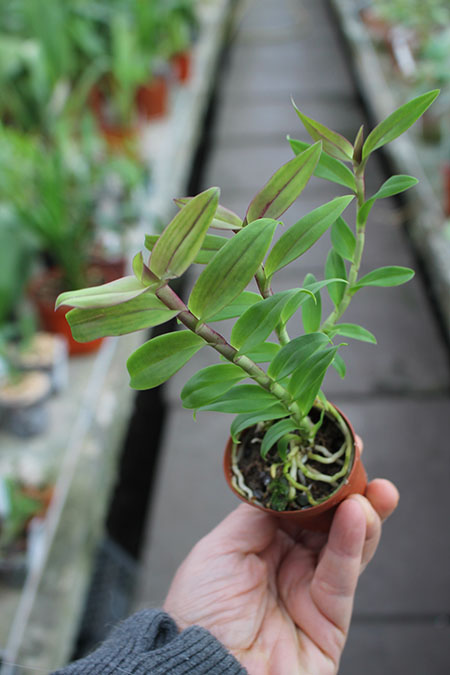 Epidendrum capricornu.jpg