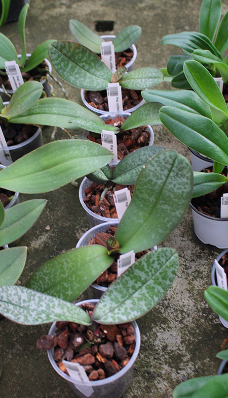 Phalaenopsis schilleriana 4N.jpg