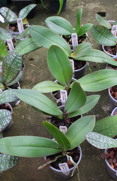 Phalaenopsis virides x stuartiana punctatissima.jpg