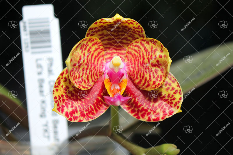Phalaenopsis Diamond Beauty '1202' x Ld's Bear King 'YK7'.jpg