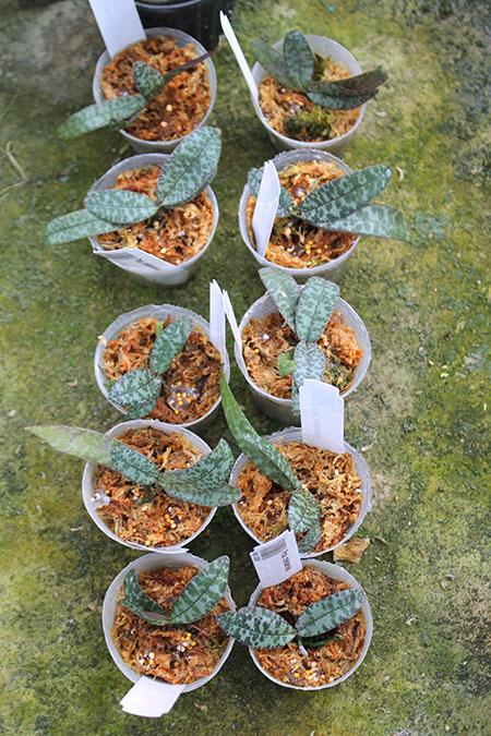 Phalaenopsis celebensis.jpg