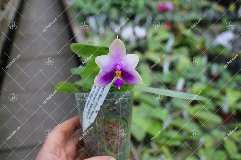 Phalaenopsis Samera 'Blue'.jpg
