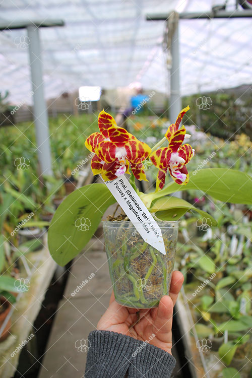 Phalaenopsis (Gelblieber 'B#1' x Hsia's Focus) x Magnificent Mibs.jpg