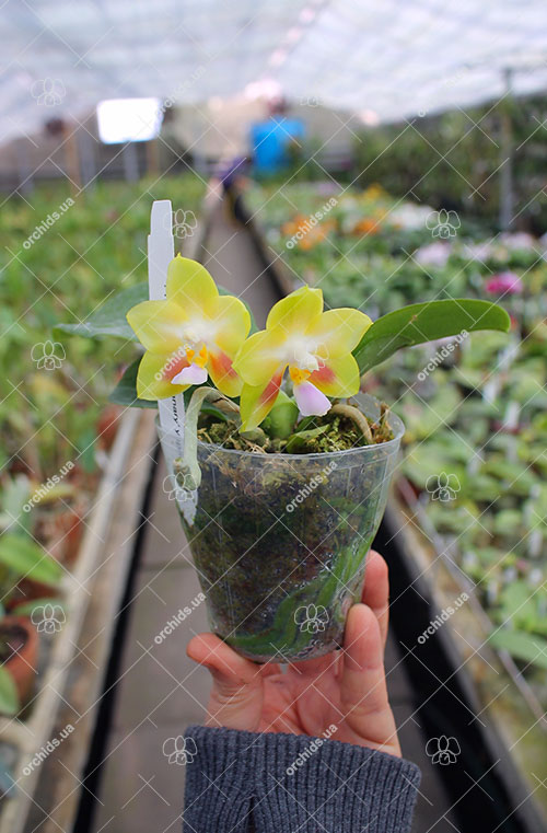 Phalaenopsis Joy Spring Canary 'Yaphon'.jpg