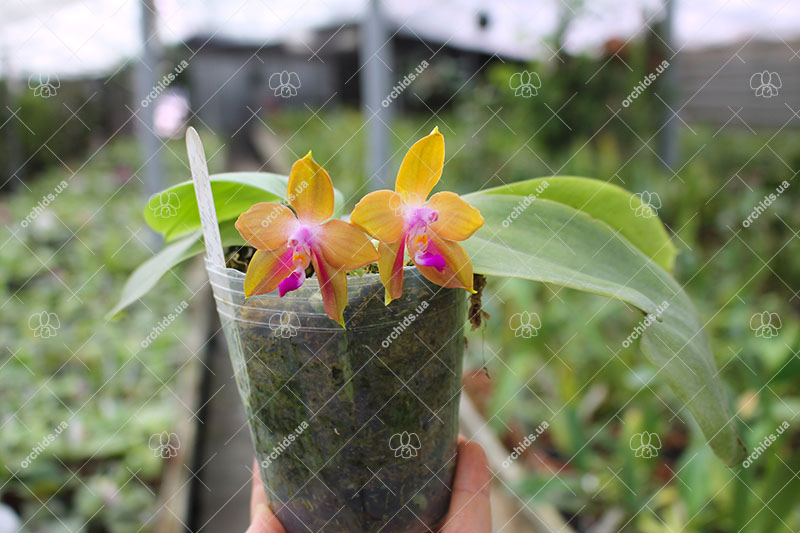 Phalaenopsis KS Happy Eagle x Jennifer Palermo C-1 Type.jpg