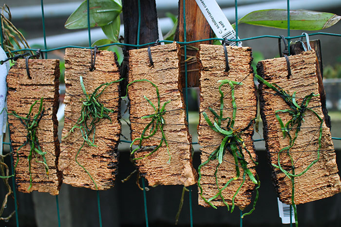 Taeniophyllum obtusum.jpg