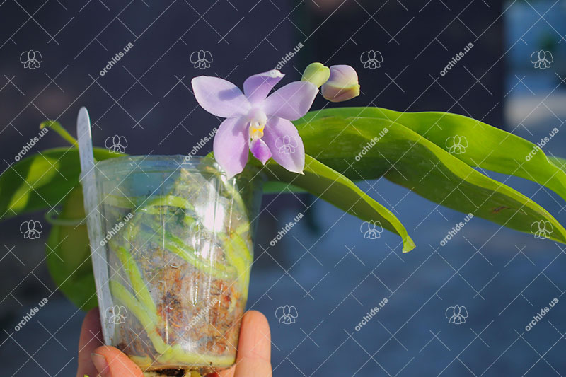 Phalaenopsis (tetraspis 'Su's Bluish' x violacea coerulea).jpg