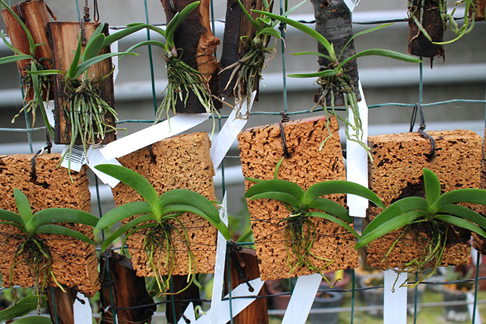 Angraecum leonis.jpg