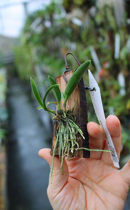 Encyclia phoenicea.jpg