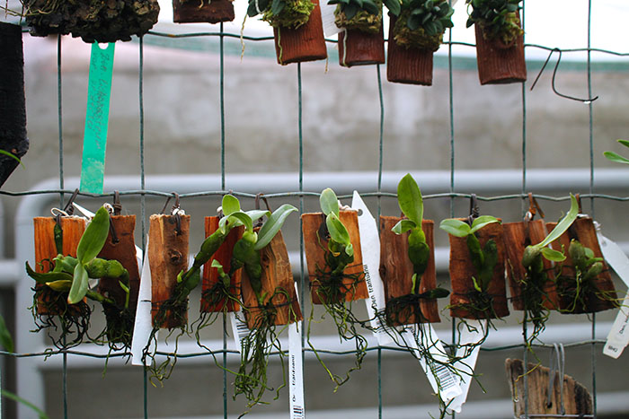 Dendrobium trantuanii.jpg