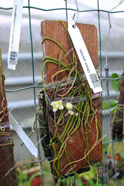 Chiloschista parishii.jpg