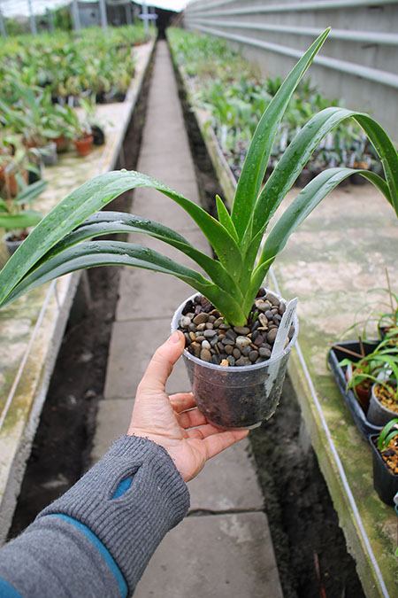 Phragmipedium Ruby Slippers.jpg