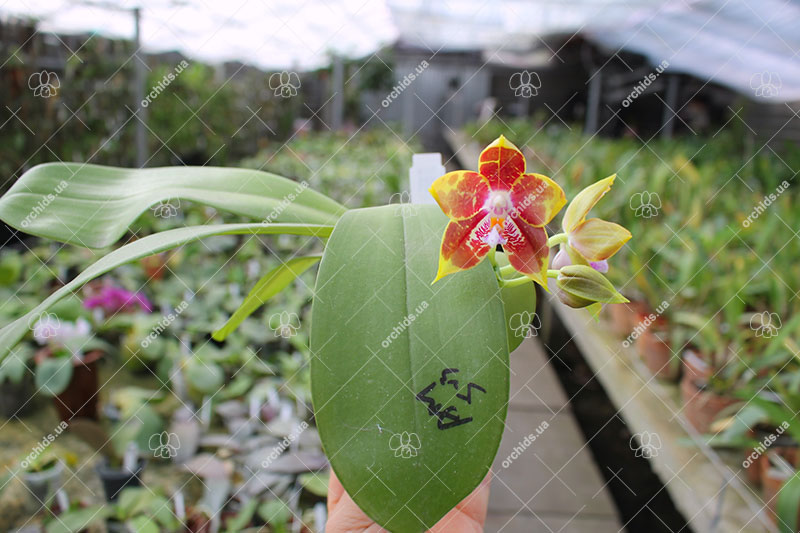 Phalaenopsis (Gelblieber 'B#1' x Hsia's Focus) x Magnificent Mibs.jpg