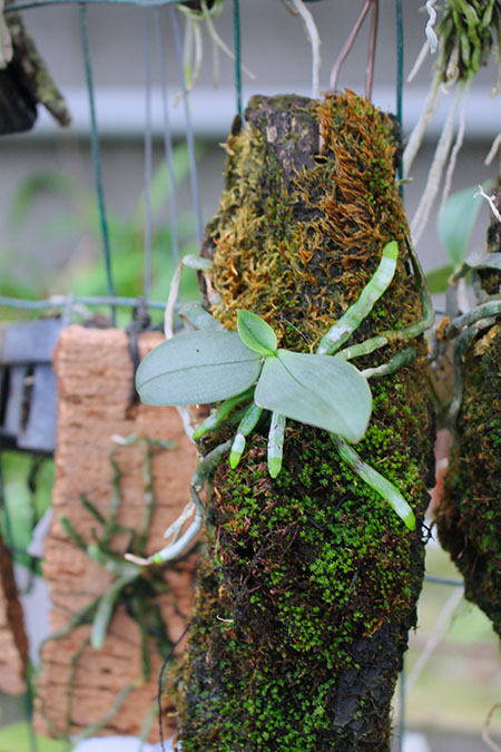 Phalaenopsis parishii.jpg