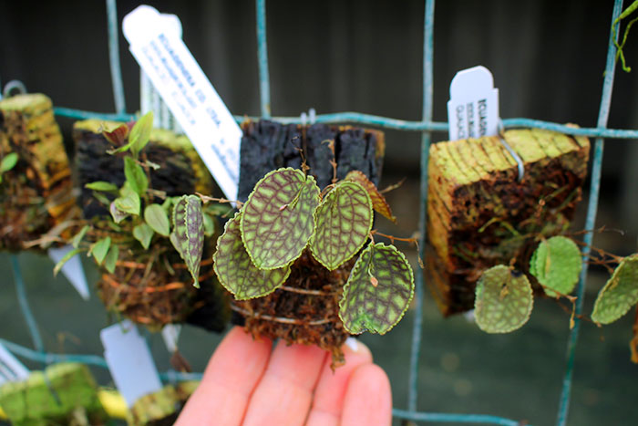 Lepanthes calodictyon.jpg