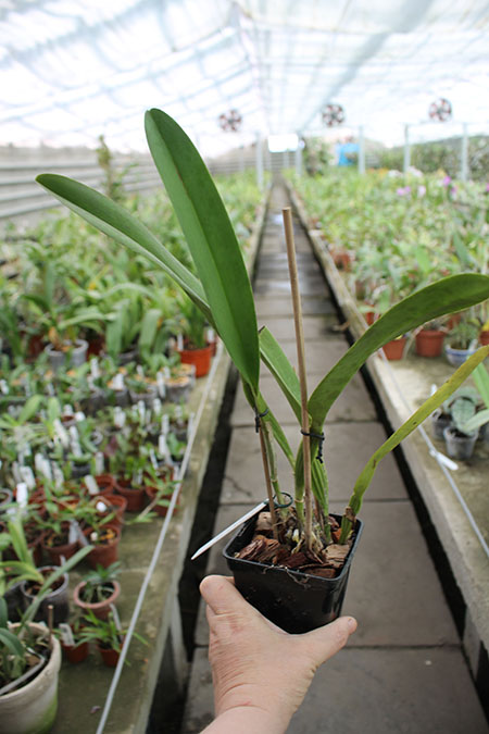 Cattleya x Hardyana semialba.jpg