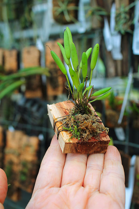 Pleurothallis sonderana.jpg