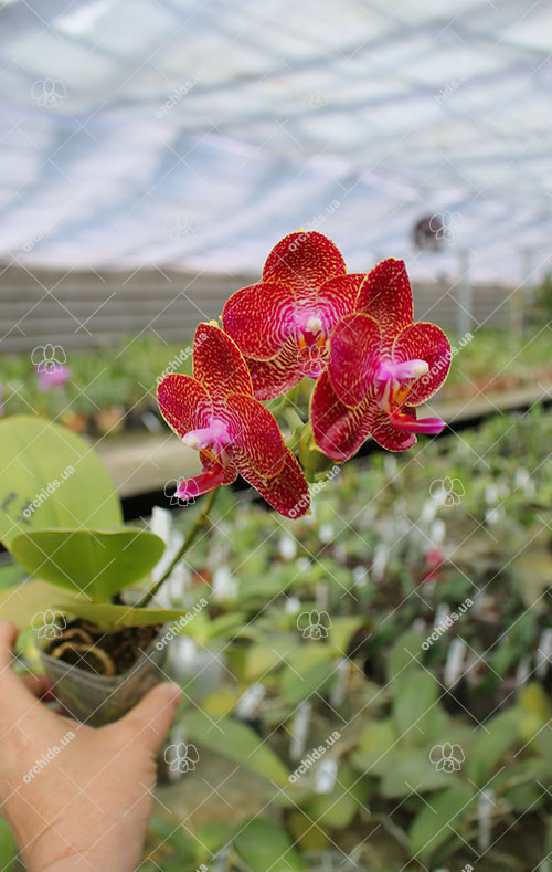 Phalaenopsis Mituo King 'Round'.jpg