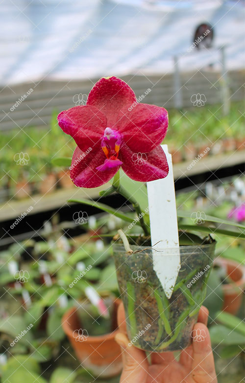 Phalaenopsis Mituo Sun 'Mituo#2' x Mituo King Bellina.jpg