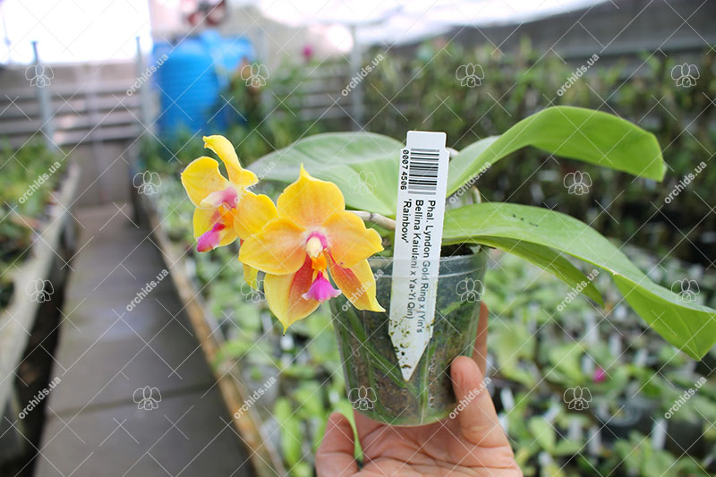 Phalaenopsis Lyndon Gold Ring x (Yin's Bellina Kaiulani x Ya-Yi Qin) 'Rainbow'.jpg