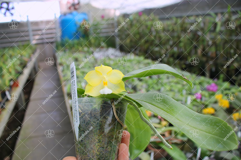 Phalaenopsis Lyndon Gold Ring x (Yin's Bellina Kaiulani x Ya-Yi Qin) 'Rainbow'.jpg
