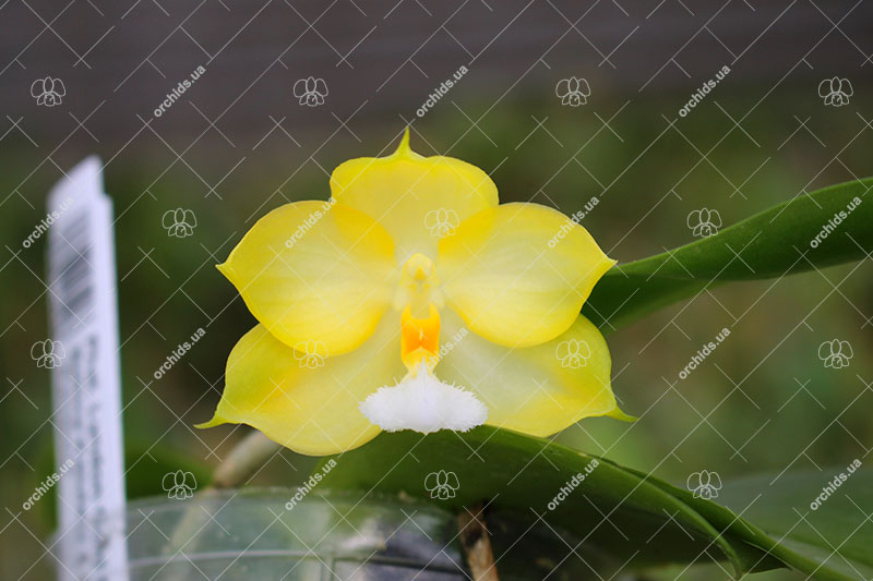 Phalaenopsis Lyndon Gold Ring x (Yin's Bellina Kaiulani x Ya-Yi Qin) 'Rainbow'.jpg