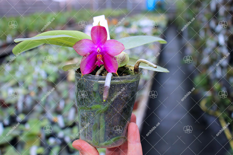 Phalaenopsis (Yin's Bellina Kaiulani x Ld's Bear Queen ) x Dragon Tree Eagle 'Red Eagle'.jpg