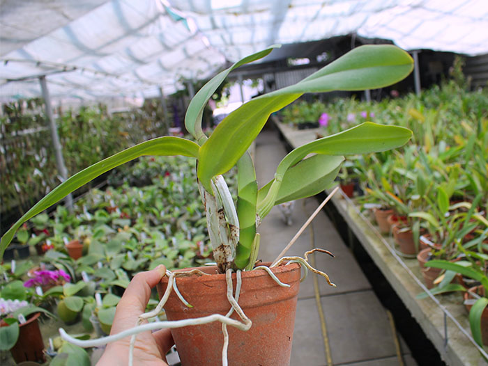 Cattleya labiata tipao 'Rodrigues' x Cattleya labiata tipo 'Cara Grande'.jpg