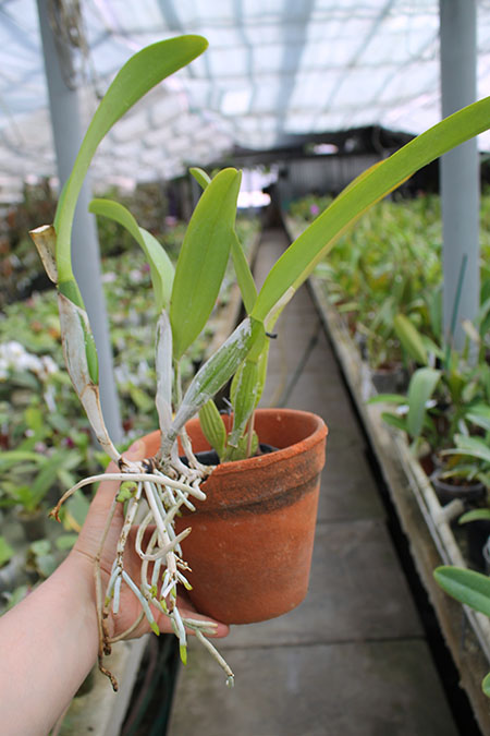 Cattleya trianae alba XXXX x Cattleya trianae amoena 'Rainha'.jpg