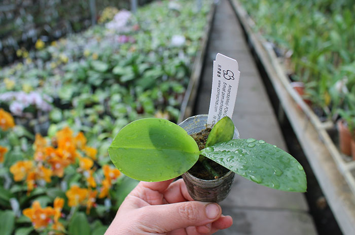 Phalaenopsis Lyndon Canary Cupid #6 (Tying Shin Cupid x Yungho Gelb Canary).jpg