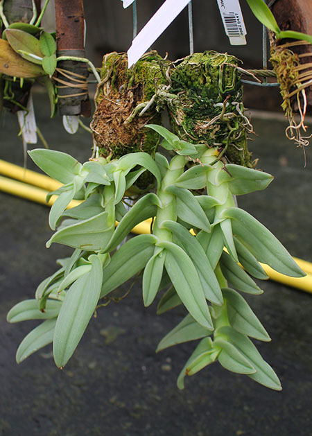 Epidendrum medusae.jpg