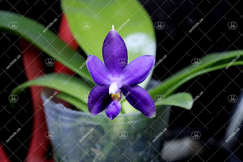 Phalaenopsis violacea indigo x ((tetraspis x speciosa) x violacea indigo).jpg